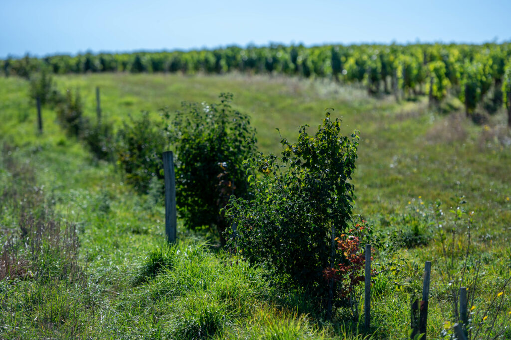 Chablis - Agrocécologie