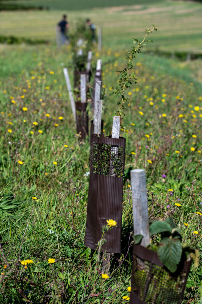 Agrocécologie : plantage de haies sur Chablis